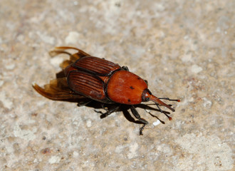 Picudo rojo o escarabajo plaga de las palmeras (Rhynchophorus ferrugineus)