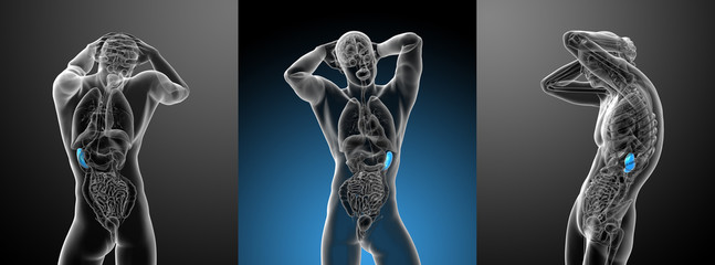 3d rendering medical illustration of the spleen