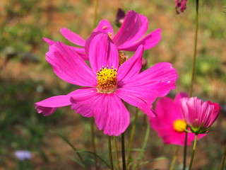 Obraz premium Cosmos