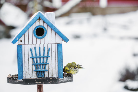Sweden, Small bird eating from blue feeder