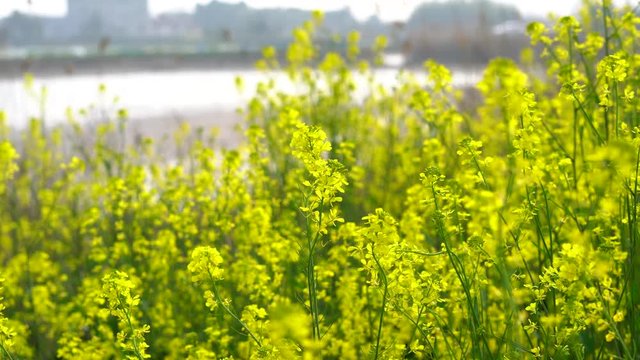 rape flower field in rural