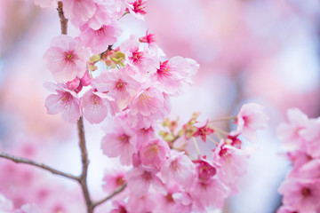 Soft focus Beautiful pink cherry blossom, Sakura flower at full bloom in Japan