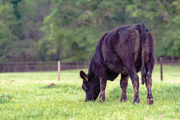 Angus heifer grazing