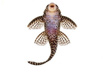 Pleco Catfish L-260 Queen Arabesque Hypostomus sp Plecostomus aquarium fish 