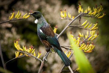 New Zealand Bird