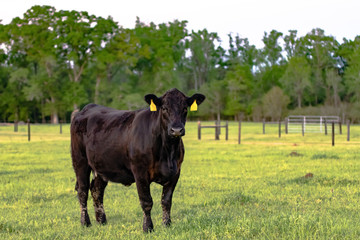 Black Angus cow in spring pasture