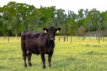 Tableaux ronds sur aluminium brossé Vache Black Angus cow in spring pasture