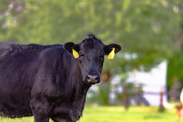 Black Angus cow with two yellow ear tags