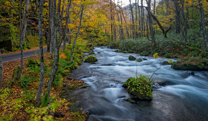 Oirase stream in autumn season, Towada, Japan.