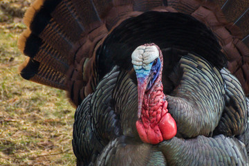 Male Turkey Tom Close-Up