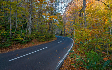 Oirase stream in autumn season, Towada, Japan.