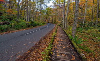 Oirase stream in autumn season, Towada, Japan.