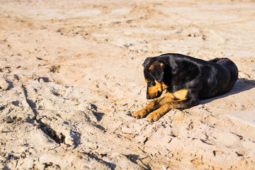 A dog lying on sand at the beach, with sad eyes and wet fur. poor solitude pet. Lonely dog waiting for its owner.