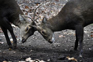 Two whitetail deer bucks challenge each other during the rut.