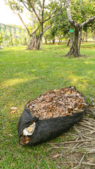 Heap of dry leaves in park