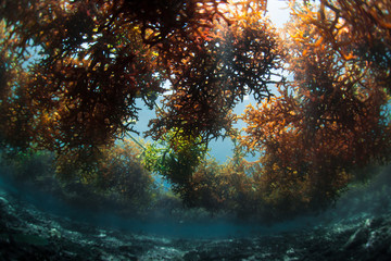Underwater shot of the sea weed garden on the island of Nusa Penida, Bali, Indonesia