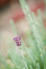 closeup of lavender bud
