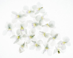Naklejka na ściany i meble white spring flowers