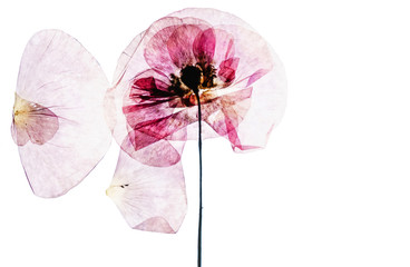 dry poppy flowers