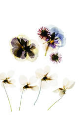 dry flowers