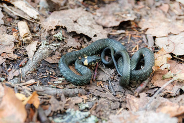 grass-snake lying on the ground