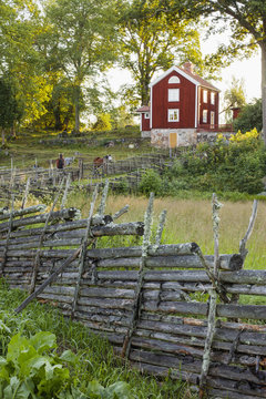 Sweden, Smaland, Stensjo, Rural scene with horses and wooden house on hill among trees