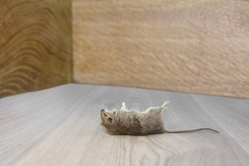 closeup dead mouse or rat  in the corner of flat on floor from grey linoleum. Inside high-rise...