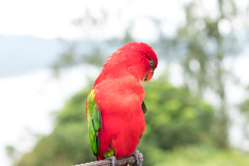 Red Parrot outside, tropical Bali island, Indonesia.