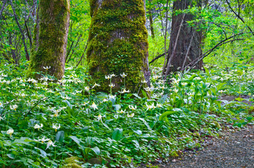Trees in forest surrounded by a meadow of Fawn Lily flowers/Trees in forest surrounded by a meadow of white fawn lily flowers in a vertical position. Species name is erythronium oregonum