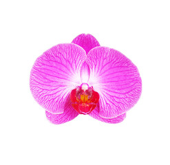 Fototapeta premium Beautiful phalaenopsis isolated on white background