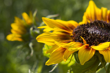 sunflowers in the garden (Helianthus)