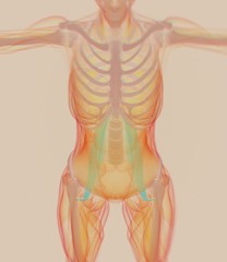Female psoas muscle. Soul muscle. Human anatomy muscular system. 3d illustration.