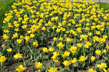 A bed of yellow tulips