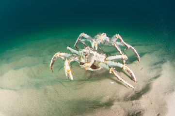 Female king crab with caviar