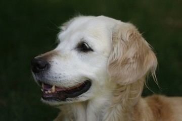 Golden Retriever l&auml;chelt