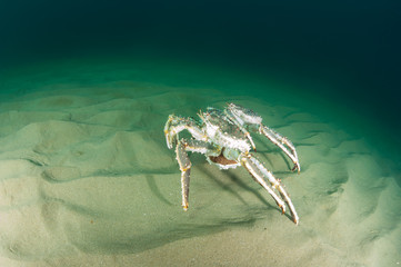 Female king crab with caviar