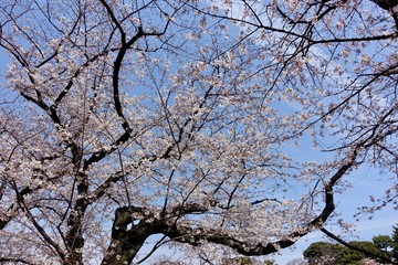 千鳥ヶ淵の桜
