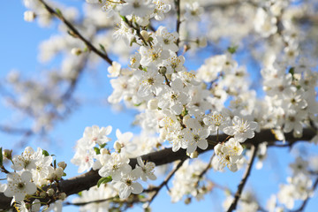 Blooming cherry plum in the spring garden. On blue sky background.