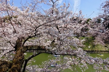 千鳥ヶ淵の桜