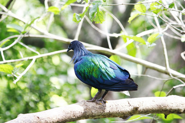Nicoba Pigeon at Thailand.