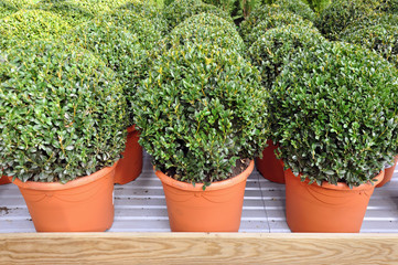 Lots of red pots with spherical trimmed decorative Buxus close up on the shelf.