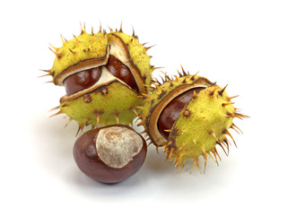Rosskastanien, Castanea, Aesculus