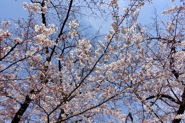 千鳥ヶ淵の桜