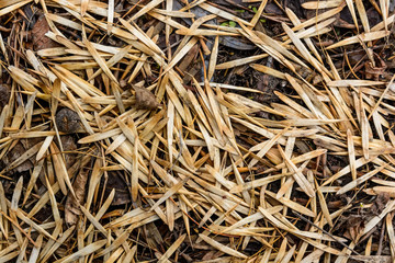 Ash tree seeds