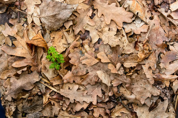 Dry autumn leaves background