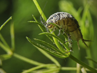 Water slater, Wasserassel (Asellus aquaticus)