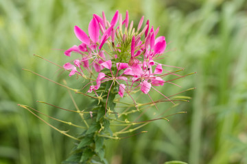 Flower background on a tropical Bali island, Indonesia. Very beautiful flower background in sunlight. Close up macro.