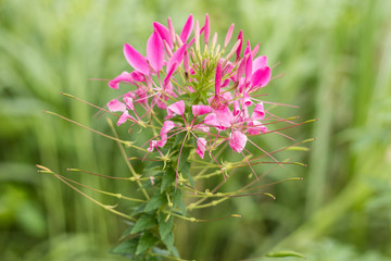 Flower background on a tropical Bali island, Indonesia. Very beautiful flower background in sunlight. Close up macro.