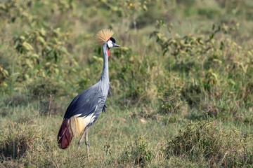 Crowned Crane or Balearica pavonina