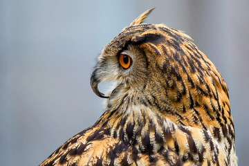 Close-up of eurasian eagle-owl